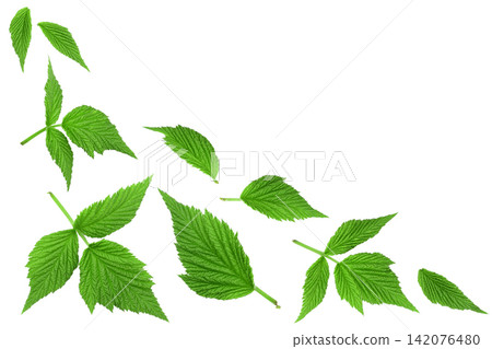 Raspberry leaves isolated on white background. Top view with copy space for your text. Flat lay Raspberry leaves isolated on white background. Top view with copy space for your text. Flat lay 142076480