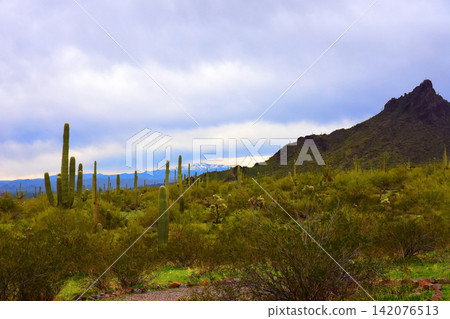Sonoran Desert Arizona Sonoran Desert Arizona 142076513
