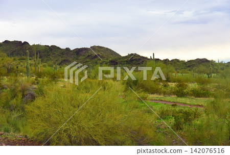 Sonoran Desert Arizona Sonoran Desert Arizona 142076516