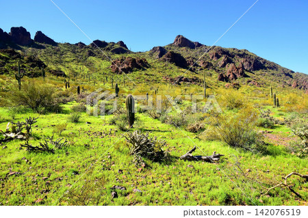 Sonoran Desert Arizona Sonoran Desert Arizona 142076519