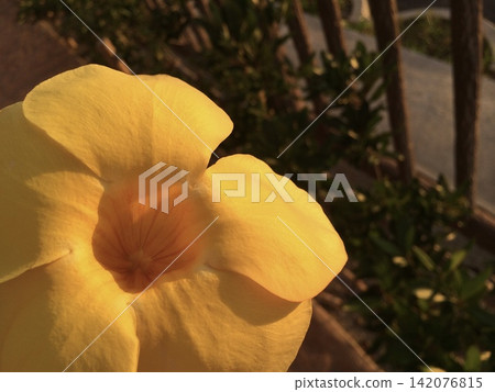 Close-up of yellow flowers illuminated by the setting sun Close-up of yellow flowers illuminated by the setting sun 142076815