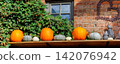 Row of many ripe orange white pumpkins decor wooden shelf barn wall farm yard barn fall harvest fest market. Halloween thanksgiving celebration symbol plant. Country rustic squash autumn background 142076942