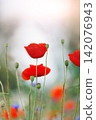 Scenic view of bright red blossoming poppy corn flowers on beautiful green wildflower grassland meadow at warm sunny sunrise or sunset morning light. Scenic nature biodiversity wild floral background 142076943