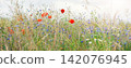 Scenic view of bright red blossoming poppy corn flowers on beautiful green wildflower grassland meadow at warm sunny sunrise or sunset morning light. Scenic nature biodiversity wild floral background 142076945