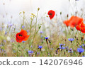 Scenic view of bright red blossoming poppy corn flowers on beautiful green wildflower grassland meadow at warm sunny sunrise or sunset morning light. Scenic nature biodiversity wild floral background 142076946