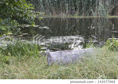 Scenic view of a quiet pond or lake shore with a wooden log resting in lush green grass, water lilies floating on the calm surface, and tall reeds reflected in the water during a peaceful summer day. Scenic view of a quiet pond or lake shore with a wooden log resting in lush green grass, water lilies floating on the calm surface, and tall reeds reflected in the water during a peaceful summer day. 142077068