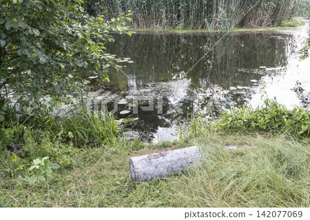 Scenic view of a quiet pond or lake shore with a wooden log resting in lush green grass, water lilies floating on the calm surface, and tall reeds reflected in the water during a peaceful summer day. Scenic view of a quiet pond or lake shore with a wooden log resting in lush green grass, water lilies floating on the calm surface, and tall reeds reflected in the water during a peaceful summer day. 142077069