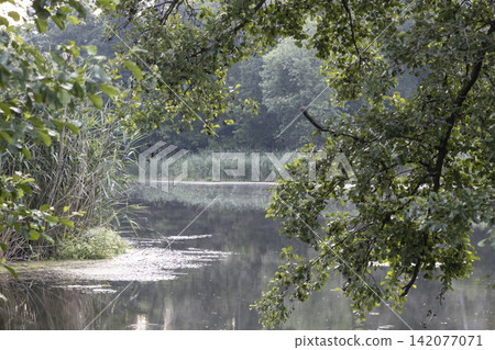 Scenic view of a calm river or lake framed by lush green branches and trees, featuring reflections on the water surface and tall reeds along the shore in a tranquil and peaceful natural landscape. Scenic view of a calm river or lake framed by lush green branches and trees, featuring reflections on the water surface and tall reeds along the shore in a tranquil and peaceful natural landscape. 142077071