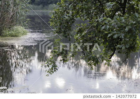 A picturesque calm river landscape reflecting tall reeds and lush trees at sunrise, with a prominent hanging branch in the foreground framing the serene water body, peaceful rural nature scenery A picturesque calm river landscape reflecting tall reeds and lush trees at sunrise, with a prominent hanging branch in the foreground framing the serene water body, peaceful rural nature scenery 142077072