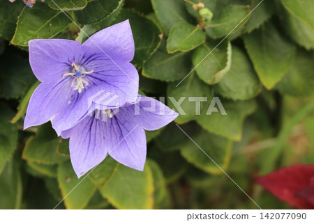 美麗的紫色花朵:風鈴草 美麗的紫色花朵:風鈴草 142077090