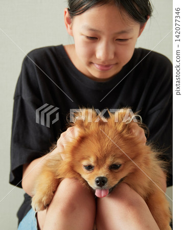 A middle school girl on summer vacation playing with a cute Pomeranian puppy in the living room of her home. A middle school girl on summer vacation playing with a cute Pomeranian puppy in the living room of her home. 142077346