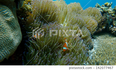 Ocellaris clownfish (Amphiprion ocellaris) inhabit an anemone amidst a colorful coral reef in a whimsical underwater scene. Dauin, Philippines Ocellaris clownfish (Amphiprion ocellaris) inhabit an anemone amidst a colorful coral reef in a whimsical underwater scene. Dauin, Philippines 142077467