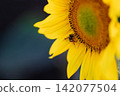Sunflower And Honey Bee In Natural Summer Setting, Pollination Supporting Seed Production And 142077504