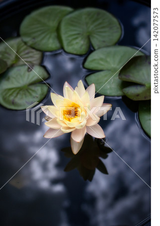 夏天,美麗的睡蓮花漂浮在水面上 夏天,美麗的睡蓮花漂浮在水面上 142077573
