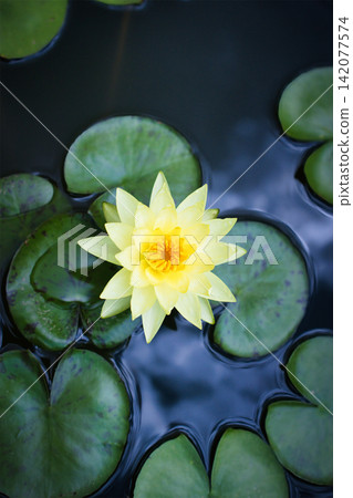 Beautiful water lily flowers floating on the water surface in summer Beautiful water lily flowers floating on the water surface in summer 142077574