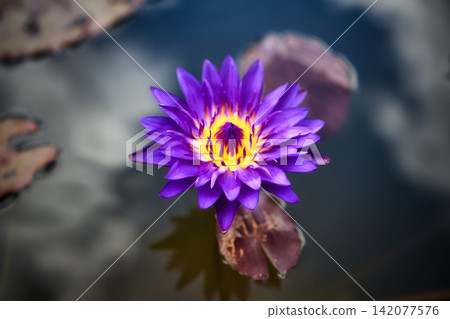 夏天,美麗的睡蓮花漂浮在水面上 夏天,美麗的睡蓮花漂浮在水面上 142077576