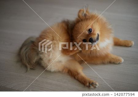 一隻可愛的博美幼犬在夏日的客廳裡快樂地玩耍。 一隻可愛的博美幼犬在夏日的客廳裡快樂地玩耍。 142077594