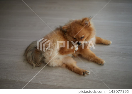 A cute Pomeranian puppy happily playing in the living room of a house during the summer. 142077595