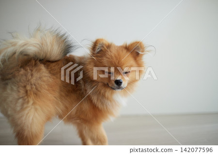 一隻可愛的博美幼犬在夏日的客廳裡快樂地玩耍。 一隻可愛的博美幼犬在夏日的客廳裡快樂地玩耍。 142077596