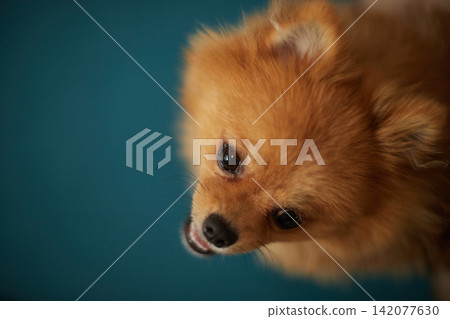 一隻可愛的博美幼犬在客廳裡快樂地玩耍。 142077630