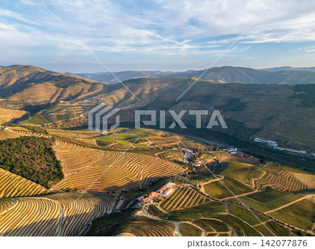High angle drone shot of vineyard terraces surrounding the Douro River in Portugal, with geometric agricultural fields and rolling hills under soft evening light. 142077876