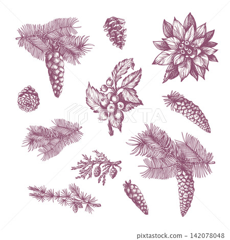 Christmas Pine Isolated Elements Set with Cones Branches Berries Floral Botanical Holiday Clipart Christmas Pine Isolated Elements Set with Cones Branches Berries Floral Botanical Holiday Clipart 142078048