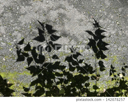 Leaf Shadows Cast on Asphalt Pavement Leaf Shadows Cast on Asphalt Pavement 142078257