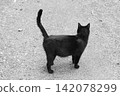 Black cat standing on the ground with tail up, back view 142078299