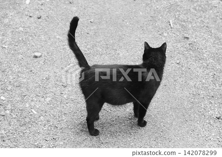 Black cat standing on the ground with tail up, back view 142078299