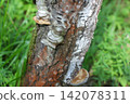 Bracket Fungi Growing on a Tree Trunk in the Forest 142078311