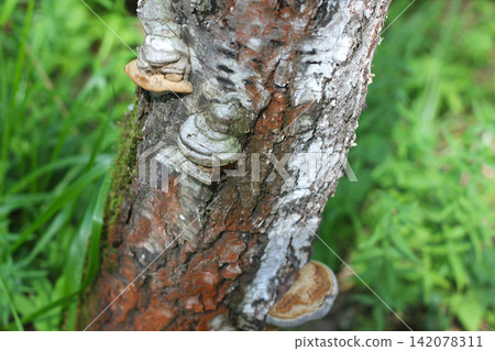 Bracket Fungi Growing on a Tree Trunk in the Forest Bracket Fungi Growing on a Tree Trunk in the Forest 142078311