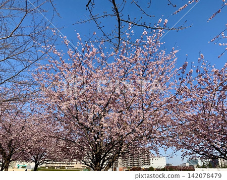 Cherry blossoms in full bloom shining in the blue sky Cherry blossoms in full bloom shining in the blue sky 142078479
