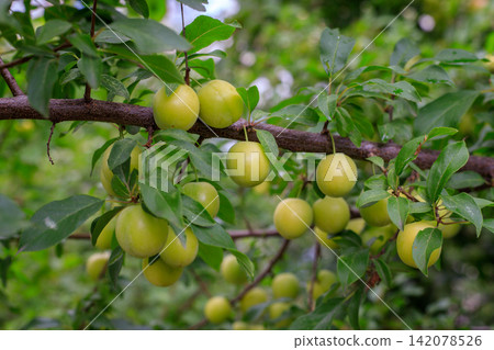 Unripe yellow cherry plums on a branch in the farm garden. Gardening, agriculture, organic farming, and summer harvest. Unripe yellow cherry plums on a branch in the farm garden. Gardening, agriculture, organic farming, and summer harvest. 142078526