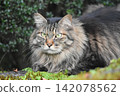 A long-haired, mackerel tabby rescue cat 142078562