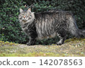 A long-haired, mackerel tabby rescue cat 142078563