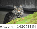 A long-haired, mackerel tabby rescue cat 142078564