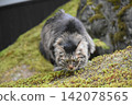 A long-haired, mackerel tabby rescue cat 142078565