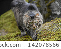 A long-haired, mackerel tabby rescue cat 142078566