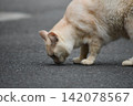 A cream-colored cat licking the ground 142078567