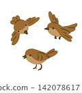 Three sparrows isolated on white background flat vector illustration 142078617