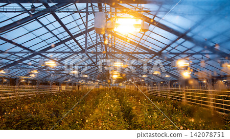 Interior of an old Icelandic greenhouse filled with rows of rose plants under warm artificial lights, showing traditional glasshouse architecture, heating systems and year-round flower cultivation. Interior of an old Icelandic greenhouse filled with rows of rose plants under warm artificial lights, showing traditional glasshouse architecture, heating systems and year-round flower cultivation. 142078751