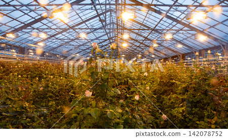 Interior of an old Icelandic greenhouse filled with rows of rose plants under warm artificial lights, showing traditional glasshouse architecture, heating systems and year round flower cultivation. Interior of an old Icelandic greenhouse filled with rows of rose plants under warm artificial lights, showing traditional glasshouse architecture, heating systems and year round flower cultivation. 142078752