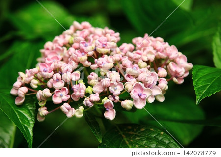美麗的花（繡球花、粉花、八仙花、滿族花、八仙花、大八仙花、天滿浦花） 142078779