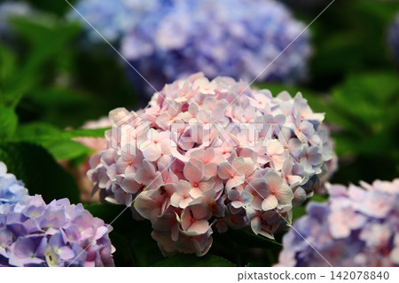 Beautiful hydrangeas (hydrangea, pink hydrangea, eight immortals, marigold, eight immortals, large eight immortals, celestial linden flowers) Beautiful hydrangeas (hydrangea, pink hydrangea, eight immortals, marigold, eight immortals, large eight immortals, celestial linden flowers) 142078840