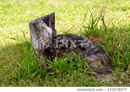 Old weathered tree stump slowly decaying among green grass Old weathered tree stump slowly decaying among green grass 142078977