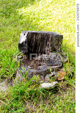 Rotten wooden stump with fungi growing in green grass Rotten wooden stump with fungi growing in green grass 142078978
