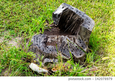 Old tree stump resisting decay in sunny green garden Old tree stump resisting decay in sunny green garden 142078979