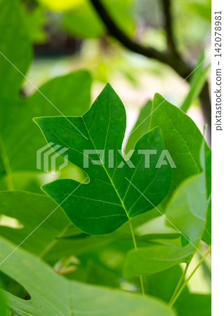 Tulip tree leaf with detailed veins on soft green background Tulip tree leaf with detailed veins on soft green background 142078981