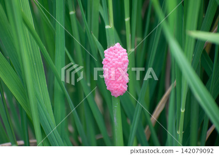 Scumilline egg eggs Scumilline egg eggs 142079092