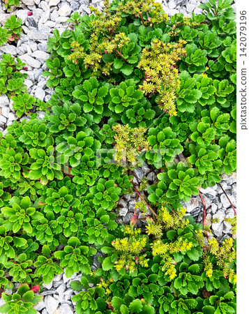 Green sedum plant growing on gravel bed. Ground cover succulent in rock garden. Natural landscaping texture with stone and foliage for ecological environment design. Close up view. Green sedum plant growing on gravel bed. Ground cover succulent in rock garden. Natural landscaping texture with stone and foliage for ecological environment design. Close up view. 142079196